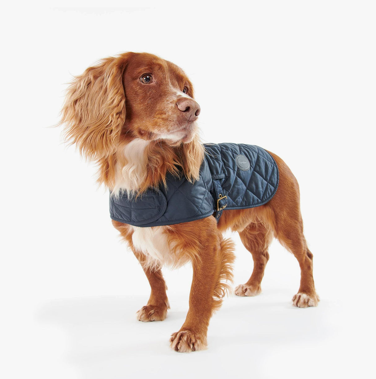 Barbour QUILTED DOG COAT Navy