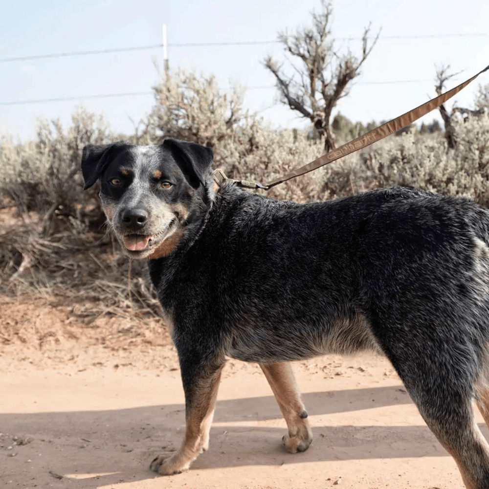 Carhartt P000347 Nylon Duck Dog Leash