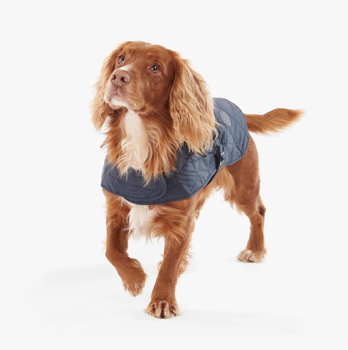 Barbour QUILTED DOG COAT Navy