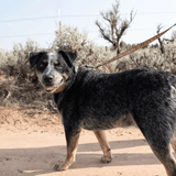 Carhartt P000347 Nylon Duck Dog Leash